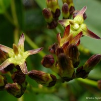 Parsonsia alboflavescens (Dennst.) Mabb.